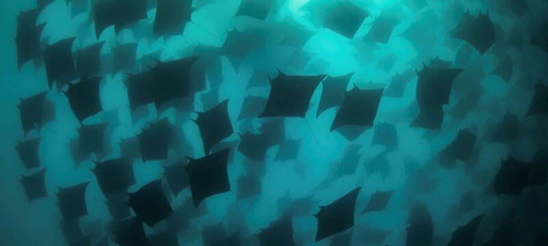 Cabo San Lucas: Marine Reserve Dive - Who Should Consider This Tour?