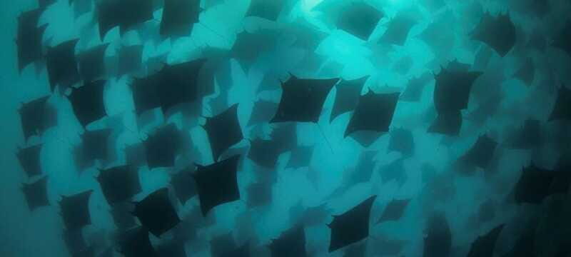 Cabo San Lucas: Marine Reserve Dive - Final Thoughts