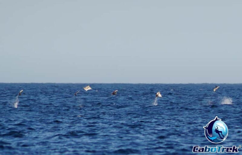 Cabo San Lucas: Mobula Ray Safari - The Itinerary in Detail