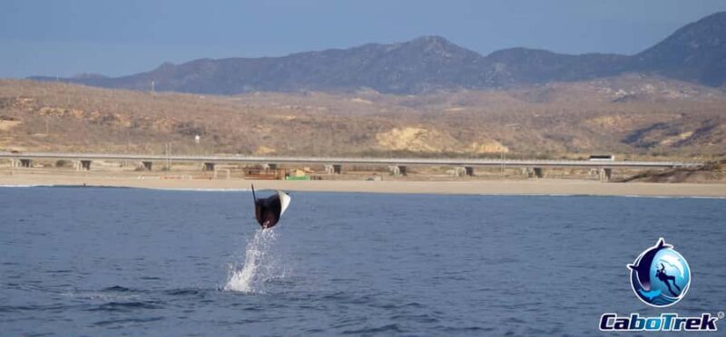 Cabo San Lucas: Mobula Ray Safari - The Sum Up