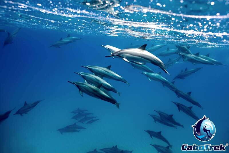 Cabo San Lucas Private and Shared Snorkeling Tour - The Experience Breakdown: What to Expect from Start to Finish