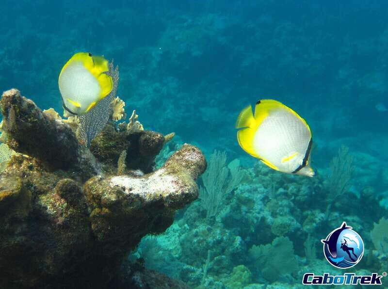 Cabo San Lucas Private and Shared Snorkeling Tour - Final Thoughts: Who Will Love This Tour?