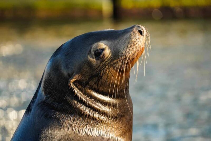 Cabo San Lucas: Private Sunset Cruise - An In-Depth Look at the Cabo San Lucas Sunset Cruise