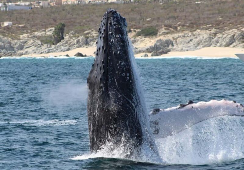 Cabo San Lucas: Private Whale Watching Yacht Excursion - A Closer Look at the Whale Watching Experience