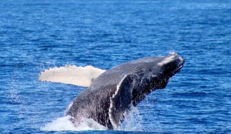 Cabo San Lucas: Private Whale Watching Yacht Excursion - Why This Tour is Worth Considering