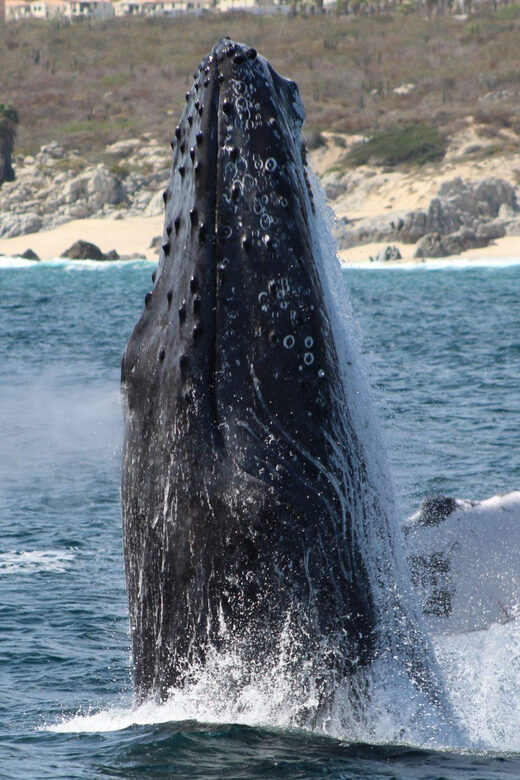 Cabo San Lucas: Private Whale Watching Yacht Excursion - Who Should Book This Tour?