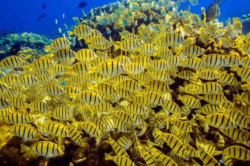 Cabo San Lucas: Scuba Diving in Cabo San Lucas Marine Park - Authenticity and Value