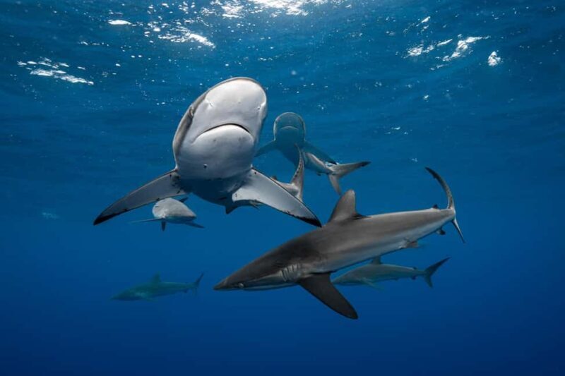 Cabo San Lucas: Shark Snorkeling and Freediving Tour - Key Points