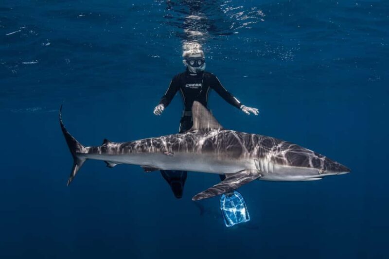 Cabo San Lucas: Shark Snorkeling and Freediving Tour - An In-Depth Look at the Experience