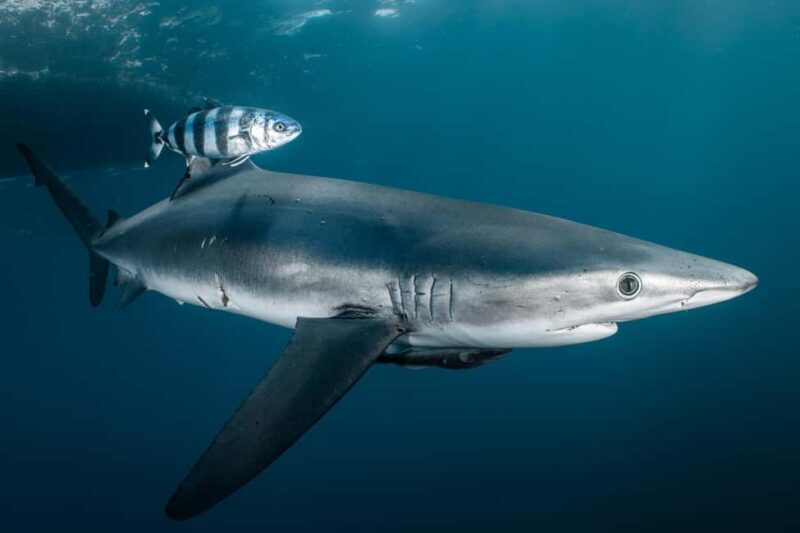 Cabo San Lucas: Shark Snorkeling and Freediving Tour - FAQs