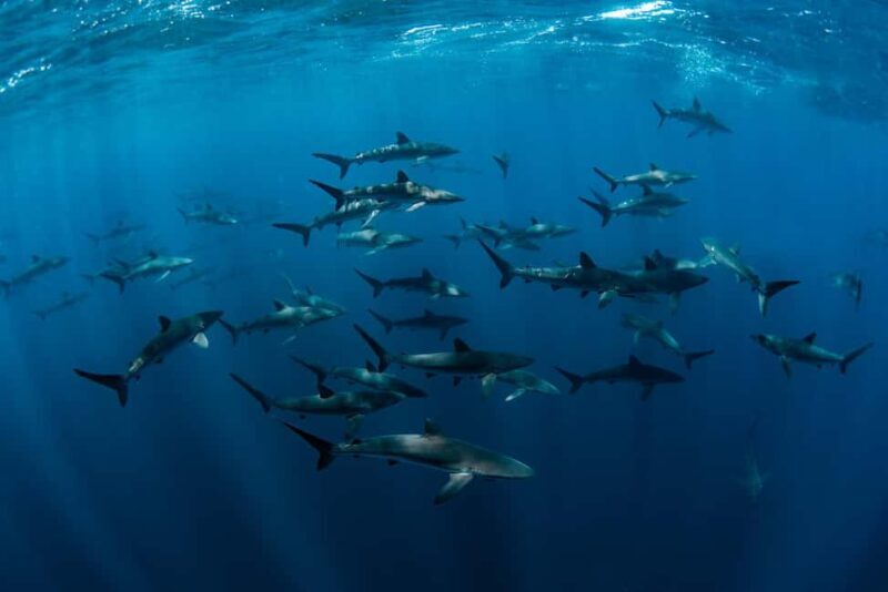 Cabo San Lucas: Shark Snorkeling and Freediving Tour - Final Thoughts