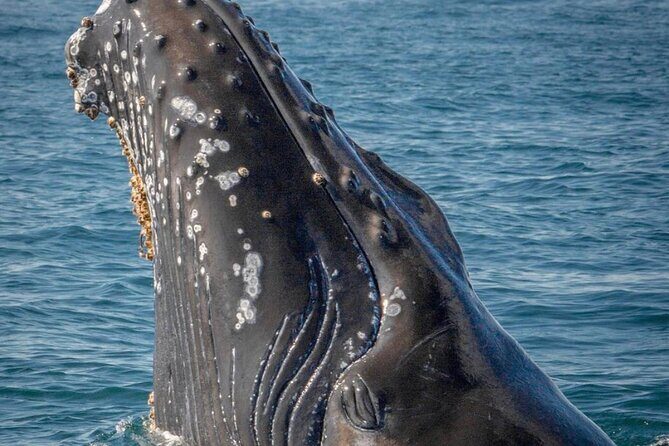 Cabo San Lucas Small-Group Whale Watching Tour: Hear the Whales - An Authentic, Educational Whale Watching Experience in Cabo San Lucas