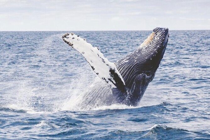 Cabo San Lucas Small-Group Whale Watching Tour: Hear the Whales - Final Thoughts