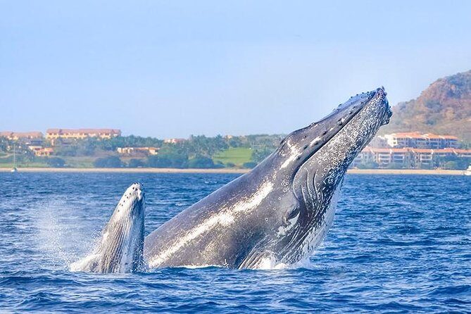 Cabo San Lucas Small-Group Whale Watching Tour: Hear the Whales - Frequently Asked Questions
