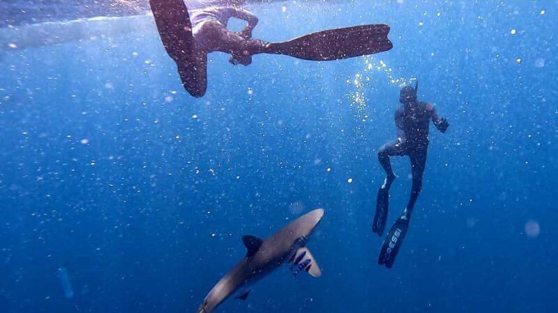 Cabo San Lucas: Snorkel with Sharks w/Drinks & Snacks - Key Points