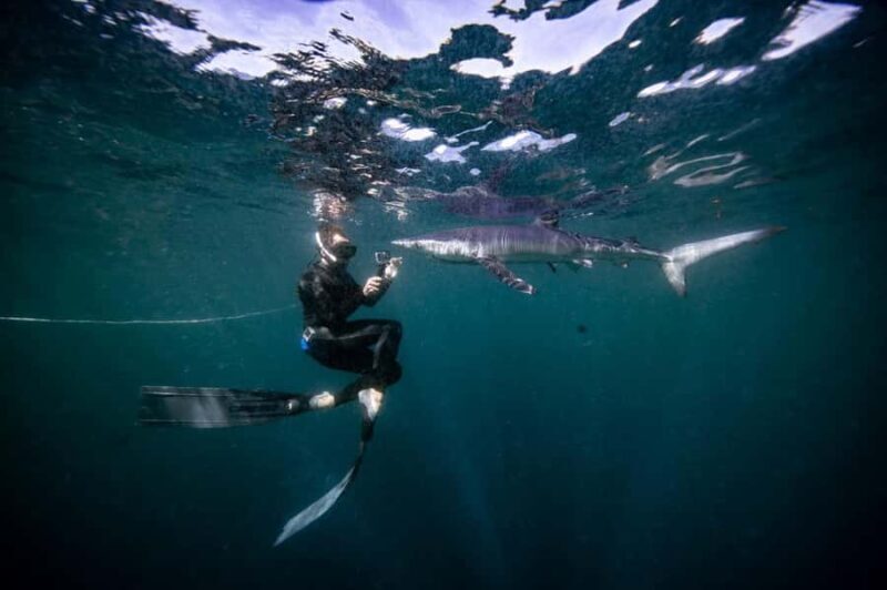 Cabo San Lucas: Snorkel with Sharks w/Drinks & Snacks - Who Will Love This Tour?