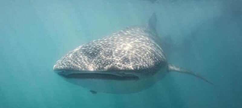 Cabo San Lucas: Snorkeling with Whale Sharks & Breakfast - Key Points