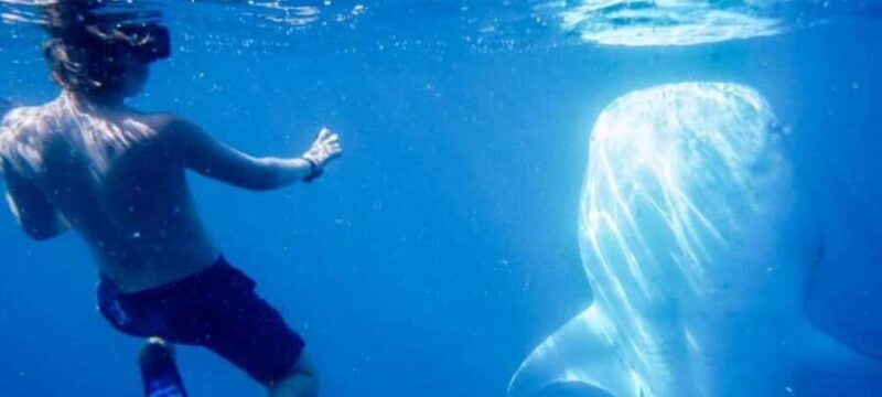 Cabo San Lucas: Snorkeling with Whale Sharks & Breakfast - An Overview of the Experience