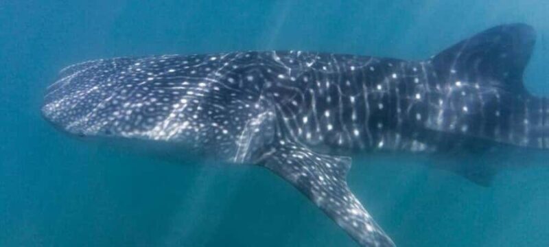 Cabo San Lucas: Snorkeling with Whale Sharks & Breakfast - The Practicalities: What to Expect and What to Bring
