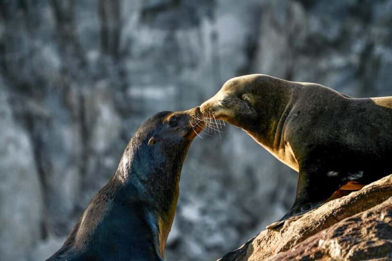 Cabo San Lucas: Sunset Cruise - Considerations