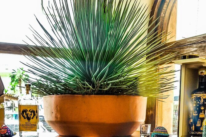 Cabo San Lucas Tequila Tasting Experience - Final Thoughts