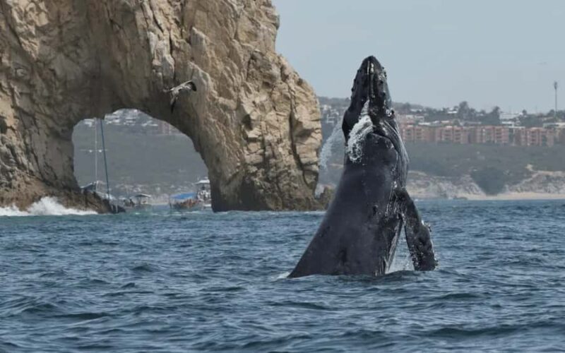 Cabo San Lucas Tour | Arch, Lovers Beach & Whale Waching - FAQ