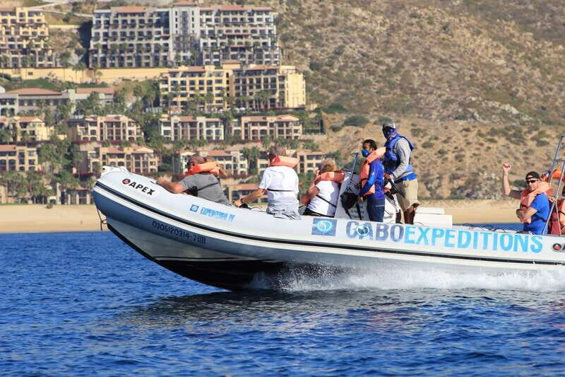 Cabo San Lucas: Up-Close Whale Watching Small-Group Tour - Key Points
