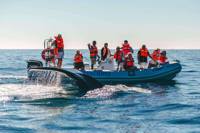 Cabo San Lucas: Up-Close Whale Watching Small-Group Tour - What’s Included and What’s Not