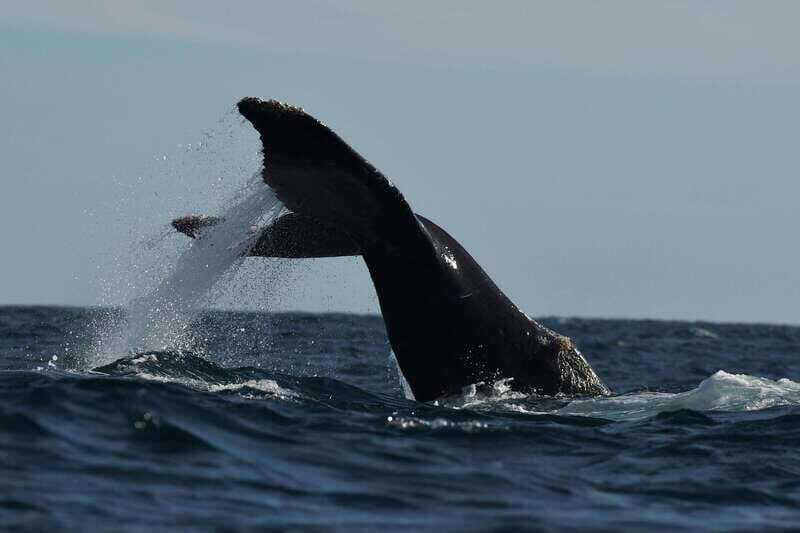 Cabo San Lucas: Up-Close Whale Watching Small-Group Tour - The Experience from Travelers’ Perspectives