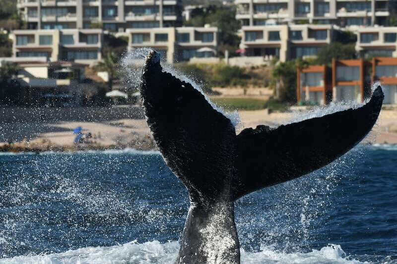 Cabo San Lucas: Up-Close Whale Watching Small-Group Tour - Practical Tips for Your Trip