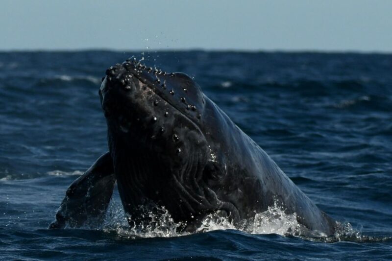 Cabo San Lucas: Up-Close Whale Watching Small-Group Tour - Who Should Consider This Tour?