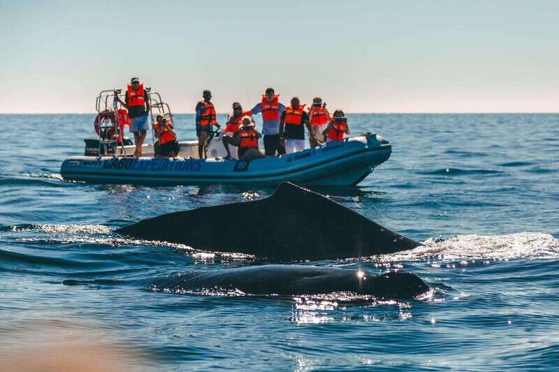 Cabo San Lucas: Up-Close Whale Watching Small-Group Tour - The Sum Up