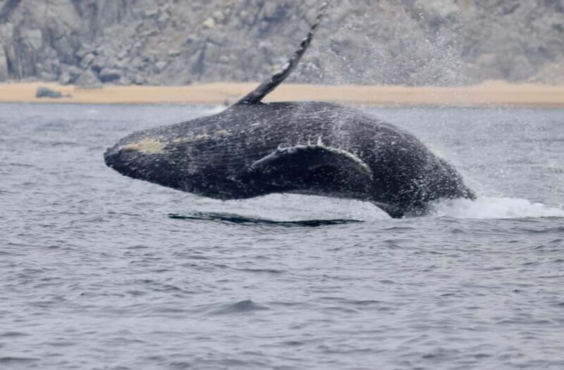 Cabo San Lucas: Whale Watching and Snorkeling Tour - A Practical and Enjoyable Tour in Cabo