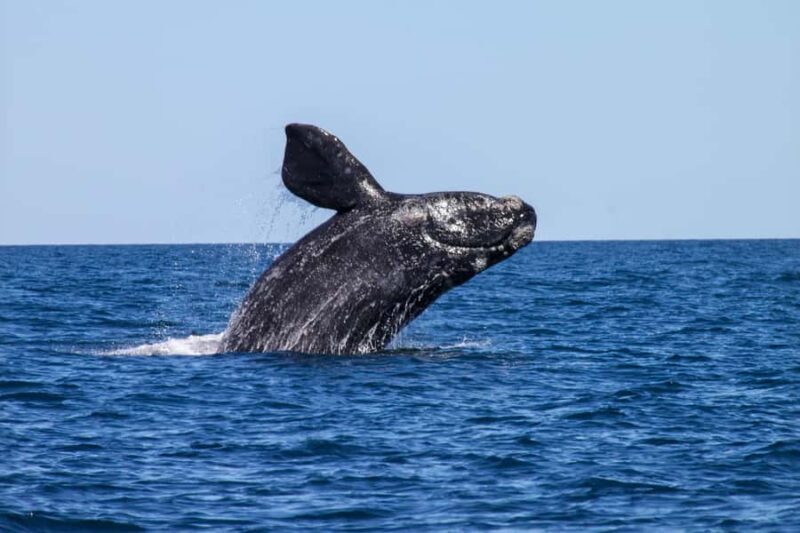 Cabo San Lucas: Whale Watching and Snorkeling Tour - In The Sum Up