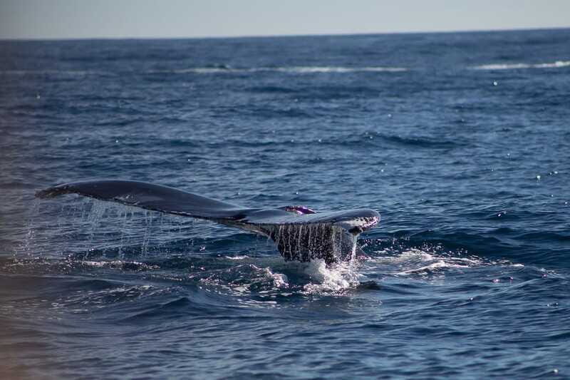 Cabo San Lucas: Whale Watching Breakfast Cruise - FAQ