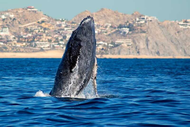 Cabo San Lucas: Whale Watching Catamaran Experience - FAQ