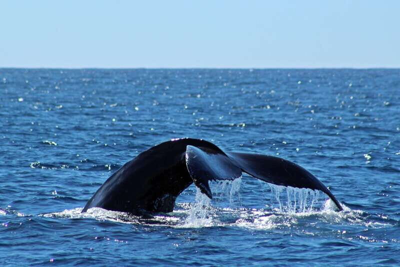 Cabo San Lucas: Whale Watching Experience on Catamaran - An honest look at what this tour offers