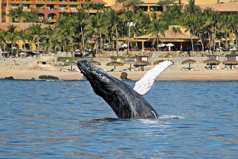 Cabo San Lucas: Whale Watching Experience on Catamaran - FAQ