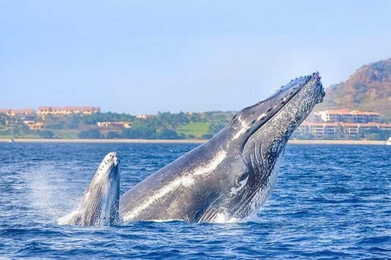 Cabo San Lucas: Whale Watching/Hearing Tour with Hydrophones - Frequently Asked Questions