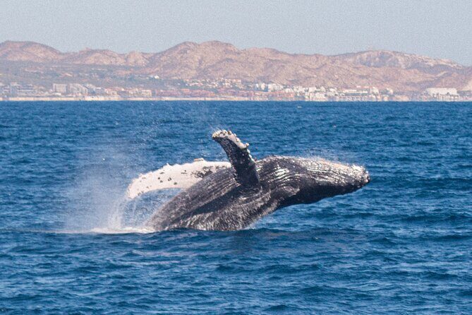 Cabo San Lucas Whale Watching Lunch Cruise - Food, Drinks, and Entertainment