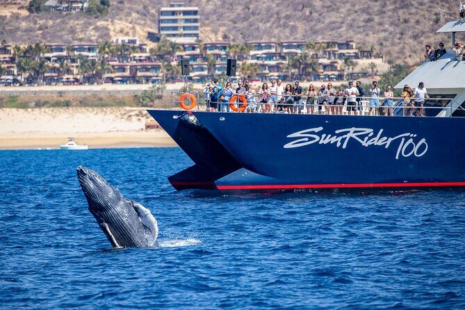 Cabo San Lucas Whale Watching Lunch Cruise - Who Will Love This Tour?