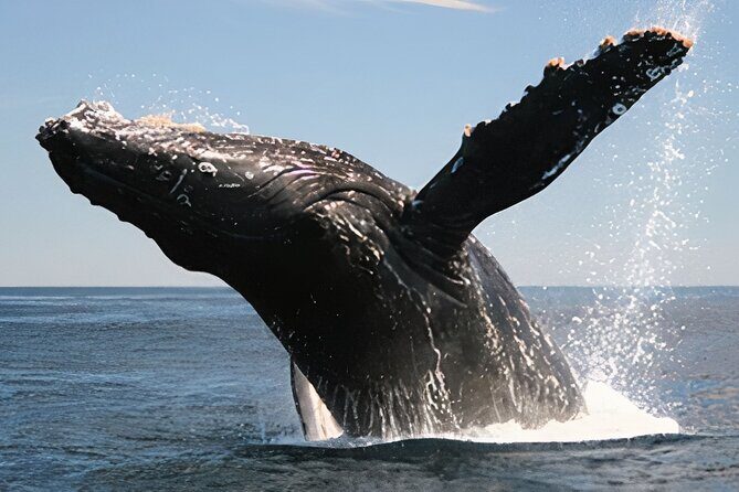 Cabo San Lucas Whale Watching Tour All Included - Who Is This Tour Best For?