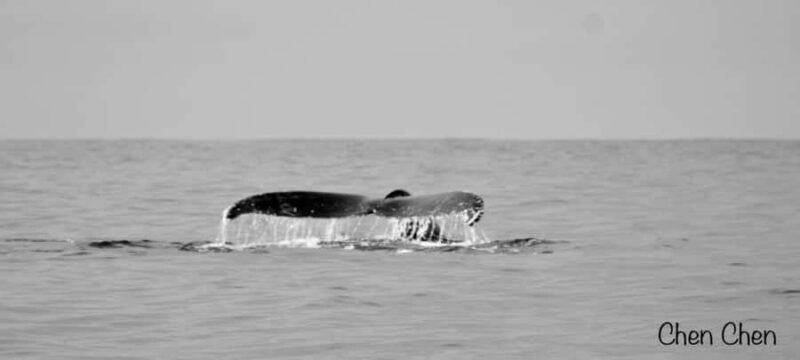 Cabo San Lucas: Whale Watching Tour - Introduction