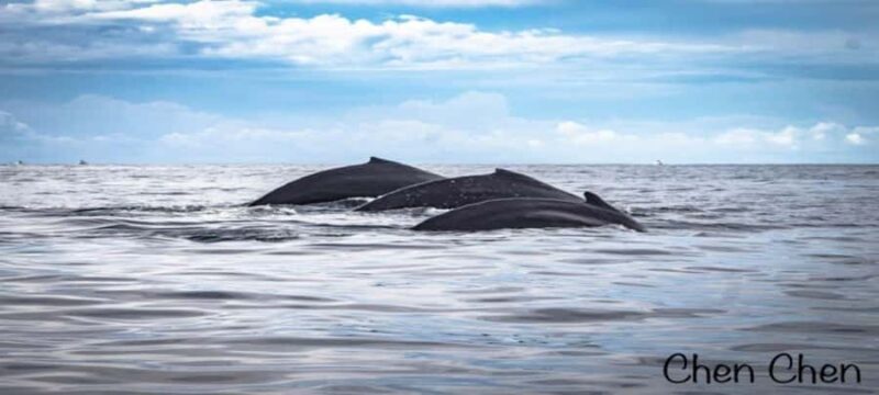 Cabo San Lucas: Whale Watching Tour - Key Points