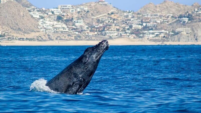 Cabo San Lucas: Whale Watching Tour - Practical Details and Considerations