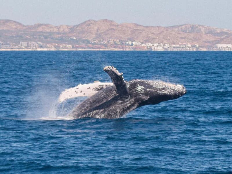Cabo San Lucas: Whale Watching Tour with Buffet & Open Bar - Overview and Practical Details