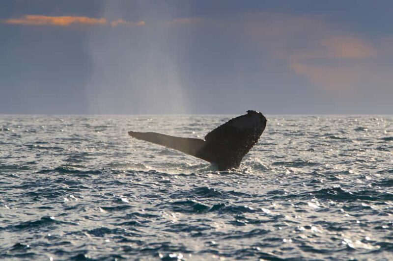 Cabo San Lucas: Whale Watching Tour with Buffet & Open Bar - What Travelers Say: Insights from Reviews