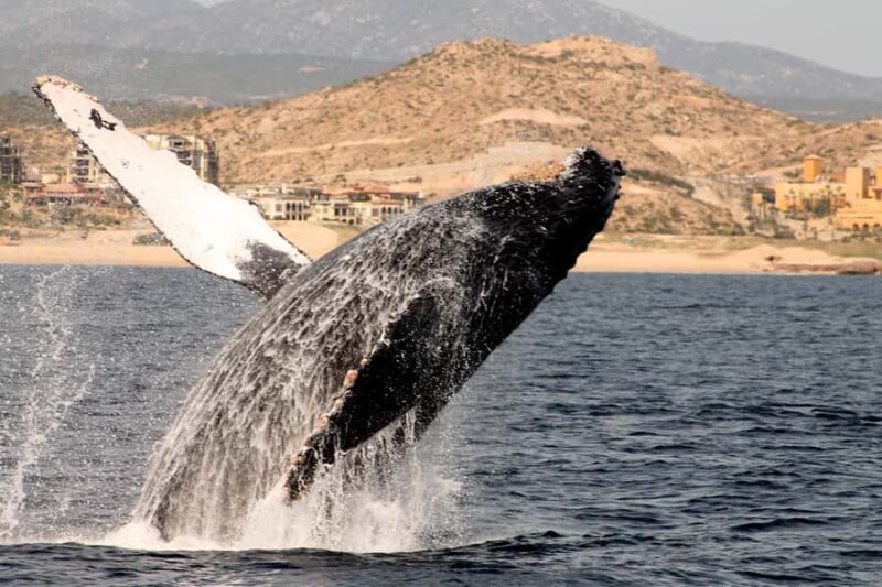Cabo San Lucas: Whale Watching Tour with Buffet & Open Bar - Pricing and Value