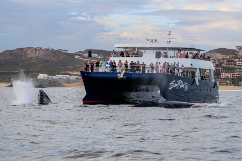 Cabo San Lucas: Whale Watching Tour with Buffet & Open Bar - Who Will Love This Tour?