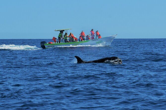 Cabo San Lucas Whale Watching Tour with Photos Included - Practical Details and Tips